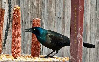 Corn on the cob for the Common Grackle.
