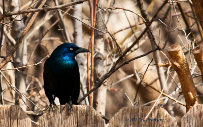 Common Grackle thinking about getting a quick bite.