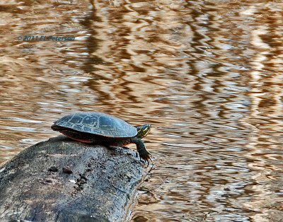 The painted turtles are out and about.