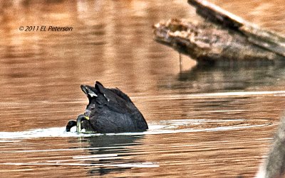 The American Coot diving for the good stuff.