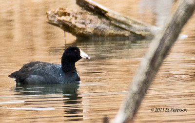 The American Coot.