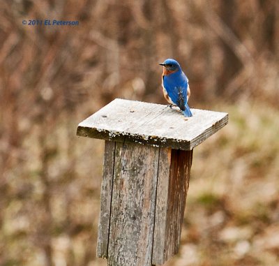 Eastern Bluebird.
