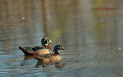 Ma and Pa Wood duck.