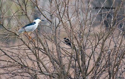 A Black-crowned Night-heron spotted in the preserve west of Red Oak, IA.
