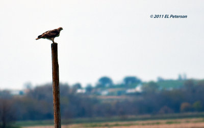 Wide open space for a Swainson Hawk.