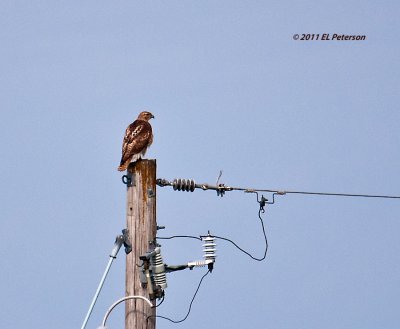 Might be a Swainson Hawk.