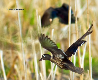 Female Wood Duck in flight.