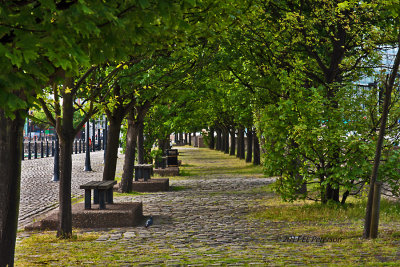 A tree lined sidewalk on the riverfront.
