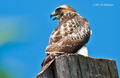 A juvenile Red-tailed Hawk.