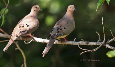 Two Mourning Doves.