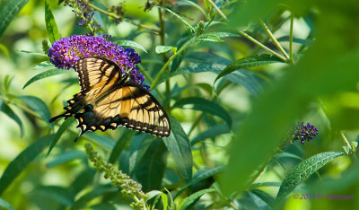 Almost unreal with the coming and going of the Butterflies.