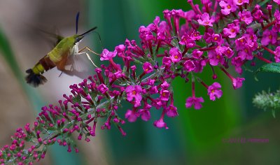 A Clearwing Hummingbird moth.