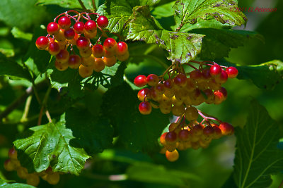 Summer is coming to a close and the berries are about ready for the winter feedings.