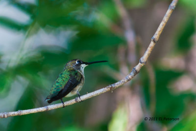 Female Ruby-throated Hummingbird.