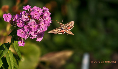 A White-lined Sphinx moth.