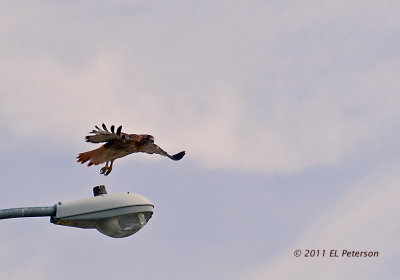 A successful liftoff of a Red-tailed hawk.