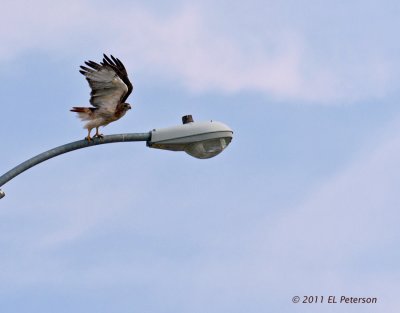 All cleared for flight of a Red-tailed hawk.