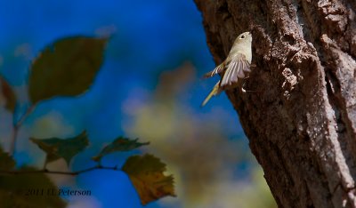 American Goldfinch getting ready to leave the tree.
This image may be purchased at http://edward-peterson.artistwebsites.com/featured/american-goldfinch-leaving-edward-peterson.html