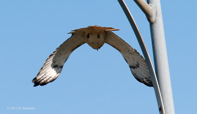 Red-tailed Hawk stroking thru the wind.
Print can be purchased at http://edward-peterson.artistwebsites.com/featured/red-tailed-hawk-full-flight-edward-peterson.html 