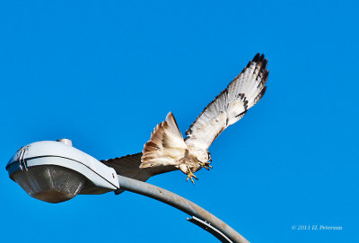 Red-tailed hawk in flight.
Print can be purchased at http://edward-peterson.artistwebsites.com/featured/red-tailed-hawk-wing-span-edward-peterson.html