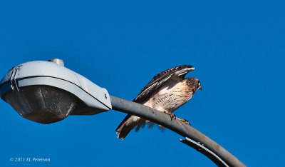 Red-tailed Hawk taking off.
Print can be purchased at http://edward-peterson.artistwebsites.com/featured/red-tailed-hawk-taking-flight-edward-peterson.html