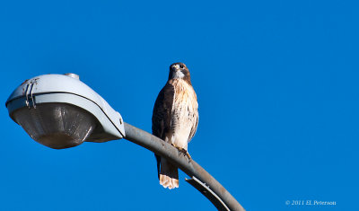 Red-tailed Hawk looking over his territory.
Print can be purchased at http://edward-peterson.artistwebsites.com/featured/red-tailed-hawk-surveying-territory-edward-peterson.html