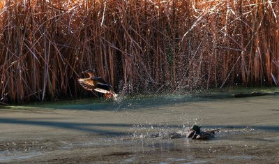 A couple taking off when they heard coming.
An image of this photo may be purchased at http://edward-peterson.artistwebsites.com/featured/mallard-in-flight-edward-peterson.html