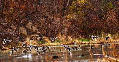 Lots of Mallards coming in for a landing.
An image may be purchased at http://edward-peterson.artistwebsites.com/featured/mallard-landing-edward-peterson.html