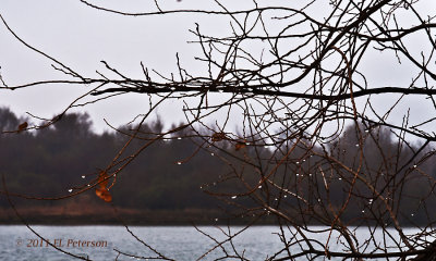 Found a tree full of water drops as a result of the early morning fog.
An image may be purchased at http://edward-peterson.artistwebsites.com/featured/water-drops-keep-falling-edward-peterson.html