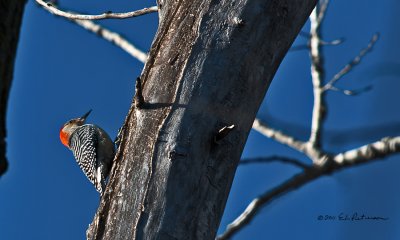 It took a little bit of looking but I finally found the Red-bellied Woodpecker above my head.
An image may be purchased at http://edward-peterson.artistwebsites.com/featured/red-bellied-woodpecker-edward-peterson.html