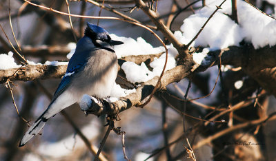 Caught this guy in the tree all puffed up trying to stay warm.
An image may be purchased at http://edward-peterson.artistwebsites.com/featured/blue-jay-staying-warm-edward-peterson.html