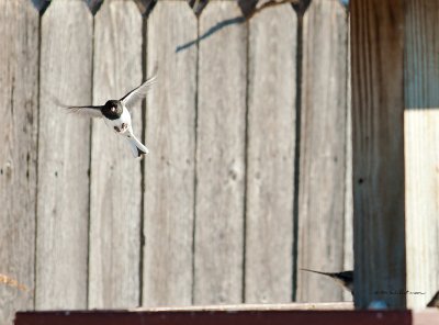 A Slate-Colored Junco coming in for a landing at the bird feeder.
An image may be purchased at http://fineartamerica.com/featured/incoming-edward-peterson.html?newartwork=true