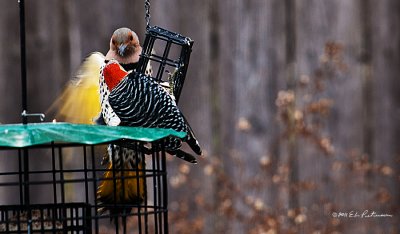 A Red-bellied and a Northern Flicker not sharing.