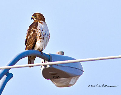 There were a lot of red-tailed hawks out this day. Found at least three different ones perched and, I assume, looking for a meal. Street lights seem to be a favorite place to perched.
An image may purchased at http://edward-peterson.artistwebsites.com/featured/red-tailed-hawk-perched-edward-peterson.html