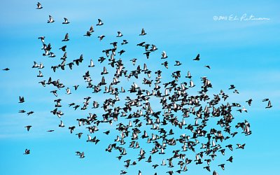 A large group of pigeons flying to the warmth of a nearby roof.
An image may be purchased at http://edward-peterson.artistwebsites.com/featured/pigeon-flight-edward-peterson.html