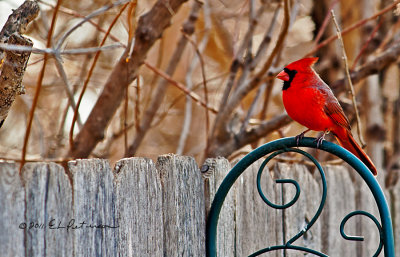 Northern Cardinal perched while deciding which feeder he will go to.
An image may be purchased at http://edward-peterson.artistwebsites.com/featured/male-cardinal-edward-peterson.html