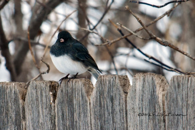 A Slate-colored Junco setting on the fence all puffed up for warmth.
An image may be purchased at http://edward-peterson.artistwebsites.com/featured/slate-colored-junco-edward-peterson.html