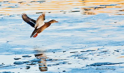 On a very warm winter day, caught this Mallard taking off from the water and ice.
An image may be purchased at http://edward-peterson.artistwebsites.com/featured/take-off-edward-peterson.html