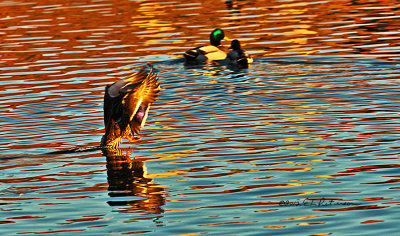 I caught a Mallard just touching down from a short flight on to the water and ice on a very warm winter day. The tail is dropping into the water and the feet are ready to hit the water.
An image may be purchased at http://edward-peterson.artistwebsites.com/featured/touch-down-edward-peterson.html