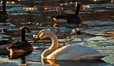 Found my first Trumpeter Swan as the sun was going down.
An image may be purchased at http://edward-peterson.artistwebsites.com/featured/swan-and-sunset-edward-peterson.html