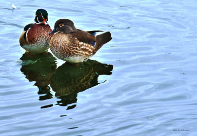 Ma and Pa Wood ducks.  Kind of funny seeing these guys actually standing on ice below the water.
An image may be purchased at http://edward-peterson.artistwebsites.com/featured/ma-and-pa-wood-duck-edward-peterson.html
