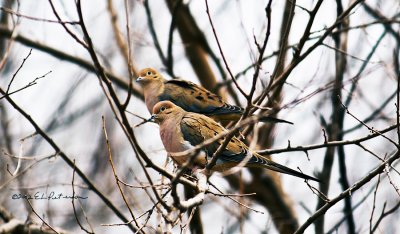 Two Mourning Doves, now I am looking for Two Turtle Doves.
An image may be purchased at http://edward-peterson.artistwebsites.com/featured/two-mourning-doves-edward-peterson.html
