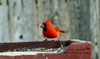 This guy seemed to really have some bright color to him.
An image may be purchased at http://edward-peterson.artistwebsites.com/featured/northern-cardinal-with-a-mouthful-edward-peterson.html
