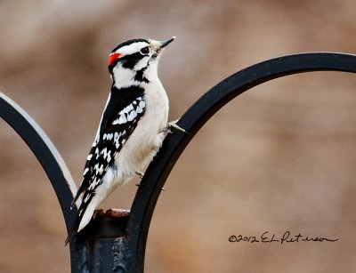 Downy Woodpecker getting ready to get a bite at the old suet feeder.
An image may be purchased at http://edward-peterson.artistwebsites.com/featured/downy-woodpecker-edward-peterson.html