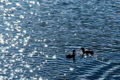 A warm bright winter day with lots of water fowl around provided a lot of fun. It was hard to look into the direction of the sun but provided some opportunity for a silhouette of two American Coots.
An image may be purchased at http://edward-peterson.artistwebsites.com/featured/bright-winter-day-edward-peterson.html