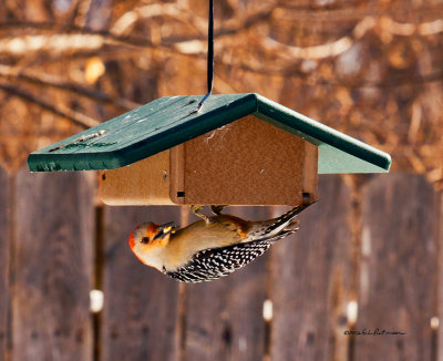 Red-bellied woodpecker grabbing a quick lunch at the suet feeder.
An image may be purchased at http://edward-peterson.artistwebsites.com/featured/red-bellied-woodpecker-at-lunch-edward-peterson.html