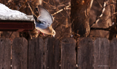 A Mourning Dove jumping down to the feeding tray. 
An image may be purchased at http://edward-peterson.artistwebsites.com/featured/dove-dive-edward-peterson.html