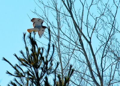 Red-tail hawk in flight.