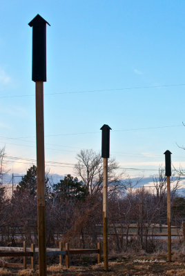 Bat houses erected at Heron Haven in Omaha, NE.
An image may be purchased at http://edward-peterson.artistwebsites.com/featured/rockets-arrows-or-bat-houses-edward-peterson.html
