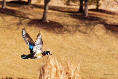 A Wood Duck taking flight on a late winter day.
An image may be purchased at http://edward-peterson.artistwebsites.com/featured/wood-duck-in-fflight-edward-peterson.html
